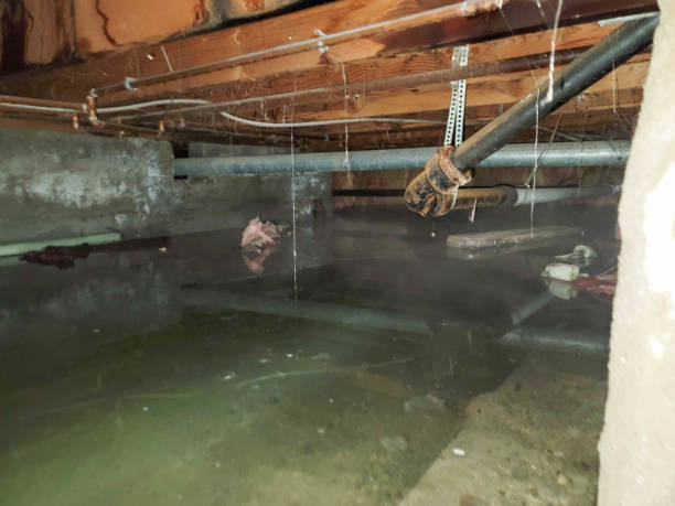 Best Water damage cleanup near me  in Ilchester, MD